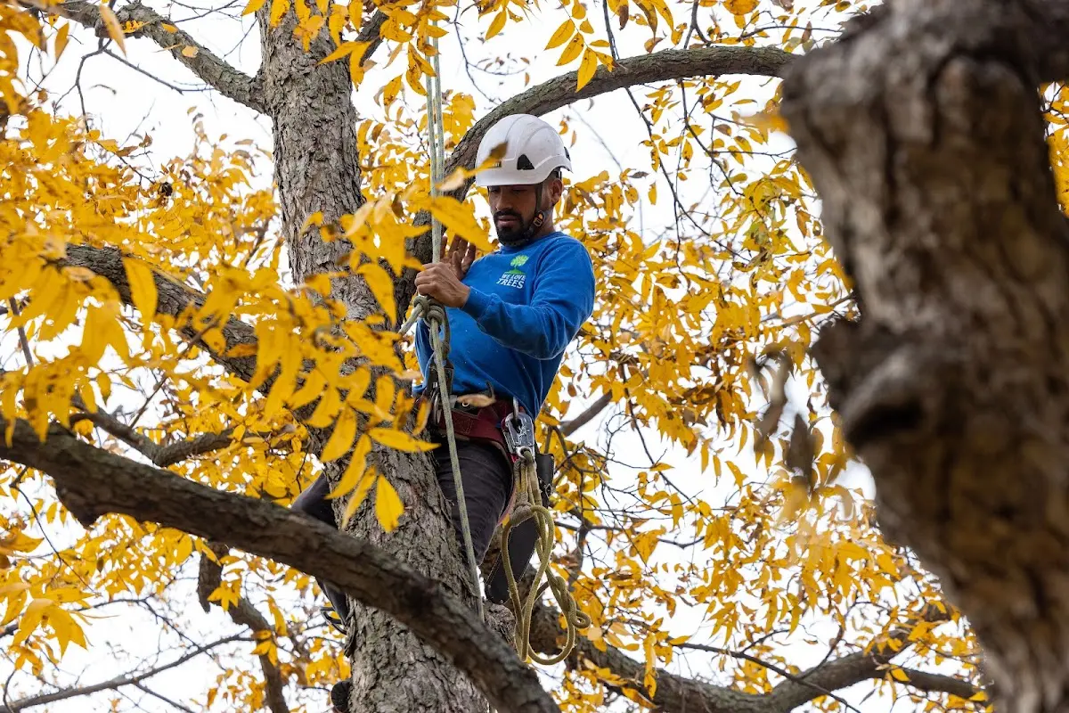 Skilled Tree Pruning crew working in North Canton